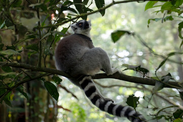 Ring tailed lemur on a tree branch