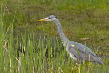  closeup of a grey heron in the marsh of Borgoyen nature reserve. Ghent, Flanders, Belgium 
