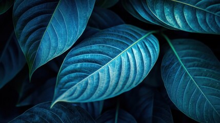 Obraz premium Blue Green Leaves in Dark Setting