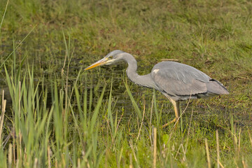 closeup of a grey heron in the marsh of Borgoyen nature reserve. Ghent, Flanders, Belgium 