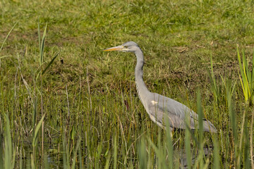  closeup of a grey heron in the marsh of Borgoyen nature reserve. Ghent, Flanders, Belgium 