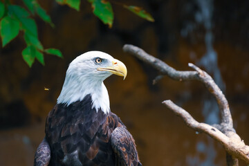 american bald eagle