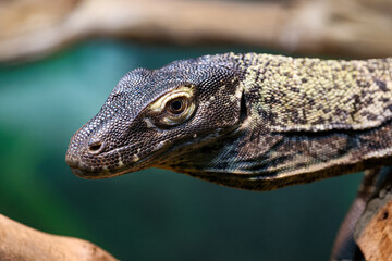 lizard on a tree