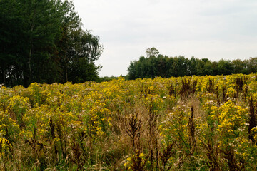 Jakobskreuzkraut die giftige gelbe Wildpflanze Jacobaea vulgaris