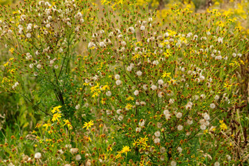 Jakobskreuzkraut die giftige gelbe Wildpflanze Jacobaea vulgaris