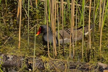 Moorhen hiding in the reed of the marsh in Bourgoyen nature reserve, Ghent, Flanders, Belgium - Gallinula 
