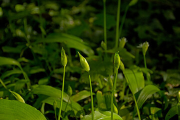 Sunny buds of wild garlic, selective bocus with dark bokeh background - Allium ursinum 