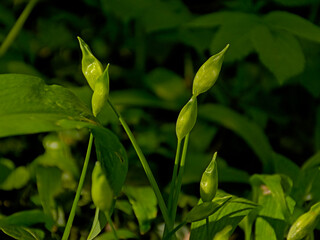 Sunny buds of wild garlic, selective bocus with dark bokeh background - Allium ursinum 