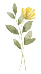 Yellow flower, watercolor, botanical, illustration, decoration for poster, greeting card, birthday, wedding design. Isolated on white background. Hand painting.