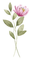 Pink flower, watercolor, botanical, illustration, decoration for poster, greeting card, birthday, wedding design. Isolated on white background. Hand painting.