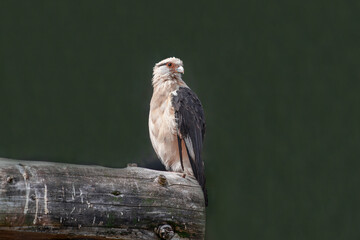 Close-up of a yellow-headed caracara (Milvago chimachima) standing on a tree in Ecuador.