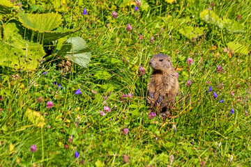 Murmeltier - Allgäu - Alpen - niedlich - süß