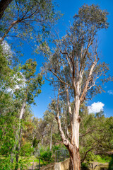 Trees of Yanchep National Park, Western Australia