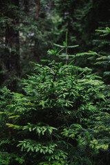 Forest, Trees and Foliage of Black Lake, Zabljak, Durmitor National Park, Montenegro