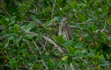 Portrait of a yellow-crowned night heron perched on a tree branch.