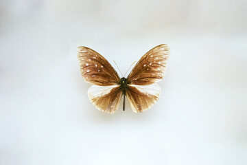 Fulgora laternaria spread is common in Central and South America, Mexico.