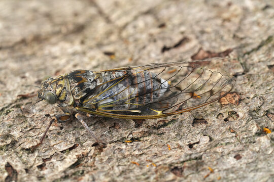 Closeup on a large European Common or Ash Cicada orni leafhopper from the Gard, France on wood