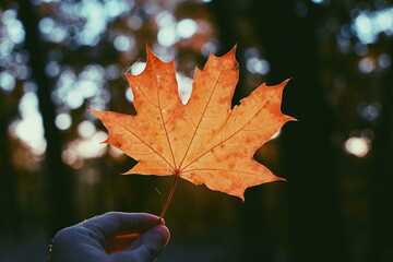 autumn maple leaf