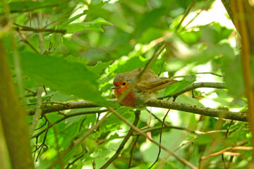 erithacus rubecula robin bird photo