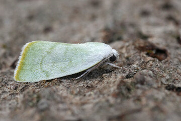 Detailed closeup on a small lightgreen European Nolidae moth, Earias vernana sitting on wood