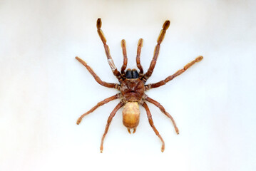 Fulgora laternaria spread is common in Central and South America, Mexico.