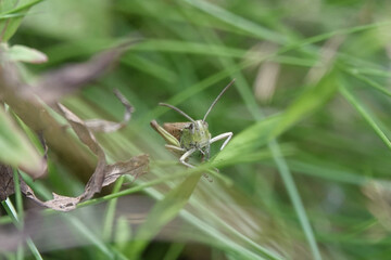 A grasshopper lurking in grass
