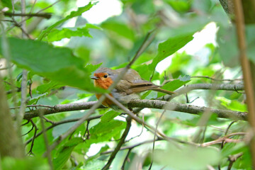 erithacus rubecula robin bird photo