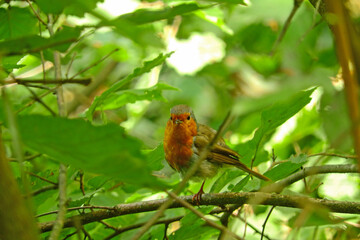erithacus rubecula robin bird photo
