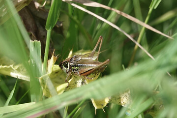 A Roesel's Bush Cricket (Roeseliana roeselii)