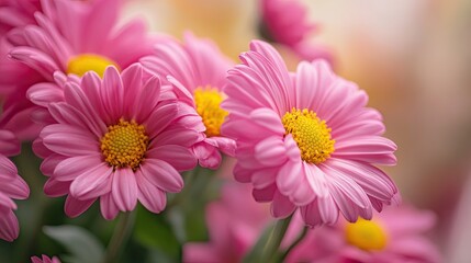 Obraz premium A close-up of a bouquet of pink flowers with yellow centers, showcasing their vibrant and fresh appearance.
