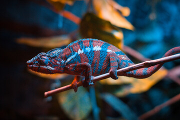 A chameleon blending into its surroundings, perched on a branch. © Lukasz Jasionowski