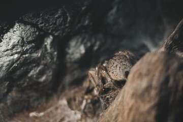 Hairy spider captured in low light, showcasing its detailed textures and mysterious appearance.