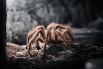 Hairy spider captured in low light, showcasing its detailed textures and mysterious appearance.