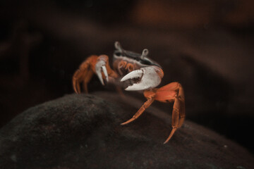 A crab resting on a rock, captured in natural lighting.