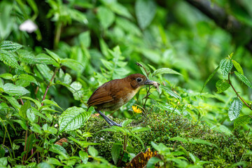 Little Yelloe breasted antpitta in the equatorial forests
