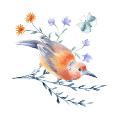 Bird orange and gray-blue feathers on twig hand drawn watercolor isolated. Bird butterfly and floral arrangement in botanical sketch. Garden summer illustration of orange bird and flowers painted.