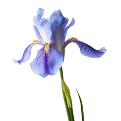 A vibrant close-up of a blue iris flower in full bloom with striking details and delicate petals against a plain background.