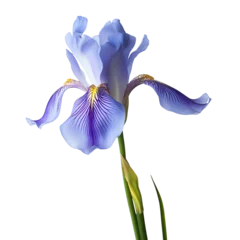  A vibrant close-up of a blue iris flower in full bloom with striking details and delicate petals against a plain background. © kamon