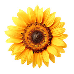 Fototapeta premium A vibrant, close-up image of a sunflower in full bloom, showcasing its bright yellow petals and intricate center pattern.