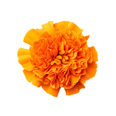 Vibrant orange marigold flower in full bloom isolated on white background, showcasing delicate petals and natural beauty.