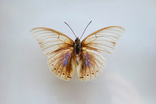 Fulgora laternaria spread is common in Central and South America, Mexico.
