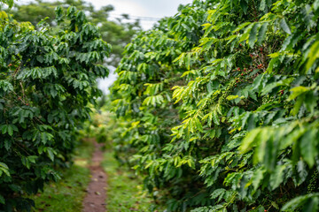 Coffea arabica, Arabica coffee, is a species of flowering plant in the coffee and madder family Rubiaceae. Green World Coffee Farm, North Shore, Oahu Hawaii