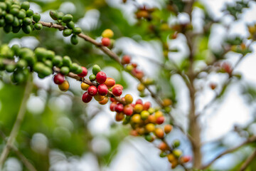 Coffea arabica, Arabica coffee, is a species of flowering plant in the coffee and madder family Rubiaceae. Green World Coffee Farm, North Shore, Oahu Hawaii