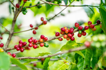 Obraz premium Coffea arabica, Arabica coffee, is a species of flowering plant in the coffee and madder family Rubiaceae. Green World Coffee Farm, North Shore, Oahu Hawaii