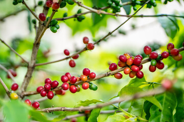 Coffea arabica, Arabica coffee, is a species of flowering plant in the coffee and madder family Rubiaceae. Green World Coffee Farm, North Shore, Oahu Hawaii