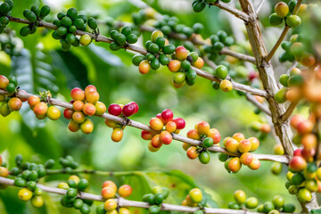 Coffea arabica, Arabica coffee, is a species of flowering plant in the coffee and madder family Rubiaceae. Green World Coffee Farm, North Shore, Oahu Hawaii