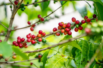Coffea arabica, Arabica coffee, is a species of flowering plant in the coffee and madder family Rubiaceae. Green World Coffee Farm, North Shore, Oahu Hawaii