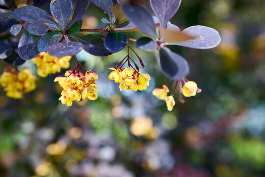 Yellow flowers in bloom. Berberis vulgaris or common barberry European or simply barberry shrub in genus Berberis native to Old World. Selective focus with copy space.