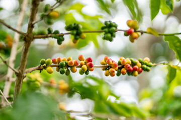 Coffea arabica, Arabica coffee, is a species of flowering plant in the coffee and madder family Rubiaceae. Green World Coffee Farm, North Shore, Oahu Hawaii