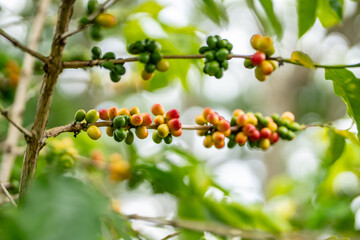 Coffea arabica, Arabica coffee, is a species of flowering plant in the coffee and madder family Rubiaceae. Green World Coffee Farm, North Shore, Oahu Hawaii